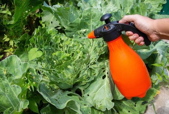 Spraying a cabbage head in the garden.