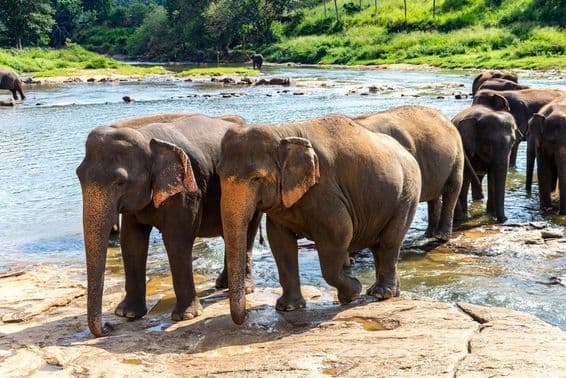 A herd of elephants in Sri Lanka on a summer day.