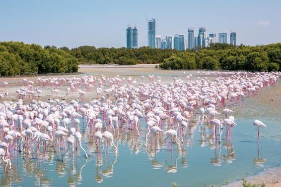 Thousands of greater flamingos (Phoenicopterus roseus) at Dubai's Ras Al Khor wildlife reserve.