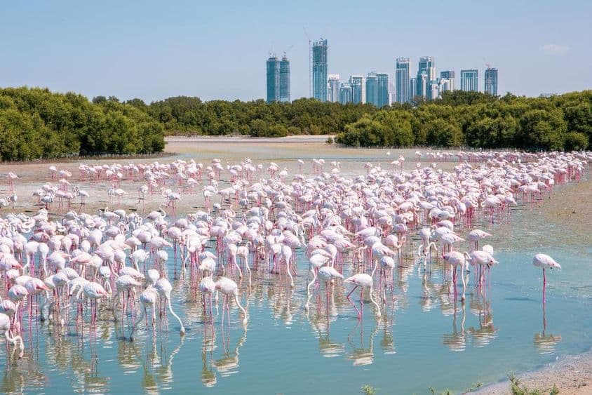 Thousands of greater flamingos (Phoenicopterus roseus) at Dubai's Ras Al Khor wildlife reserve.