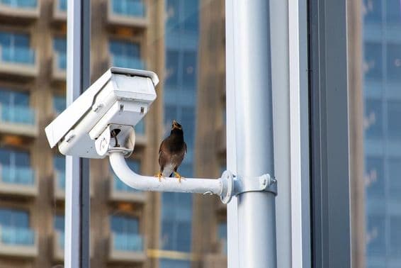 Bird on a Dubai City CCTV security camera.