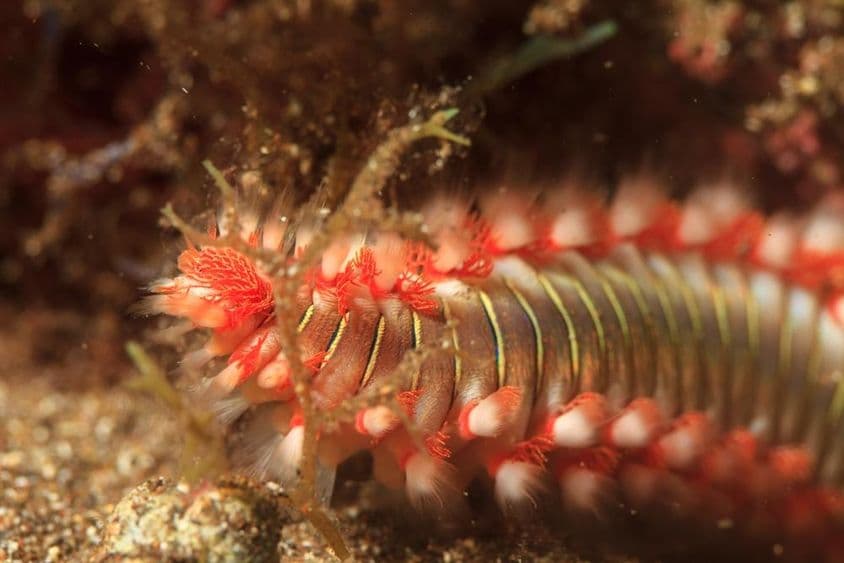 Sea fireworm in the water.