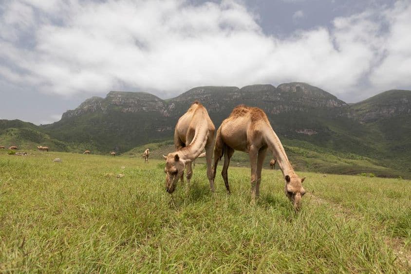 Omani camels in Salalah.