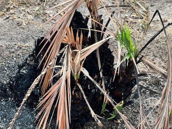 Burnt palm tree with new green growth.