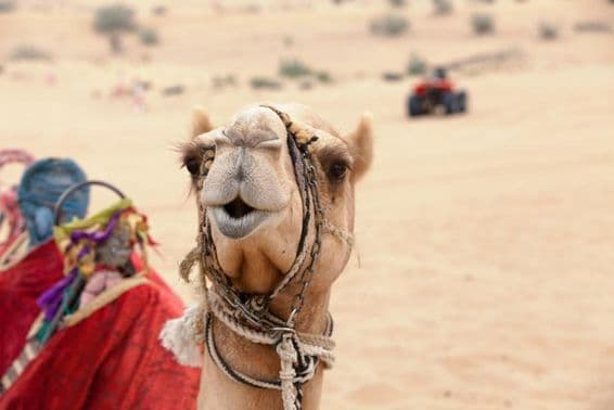 An Arabian camel in the Dubai desert.