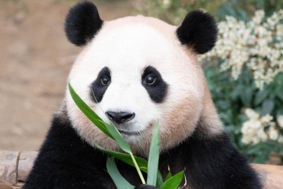 Giant panda, Fu Bao, eating bamboo leaves.