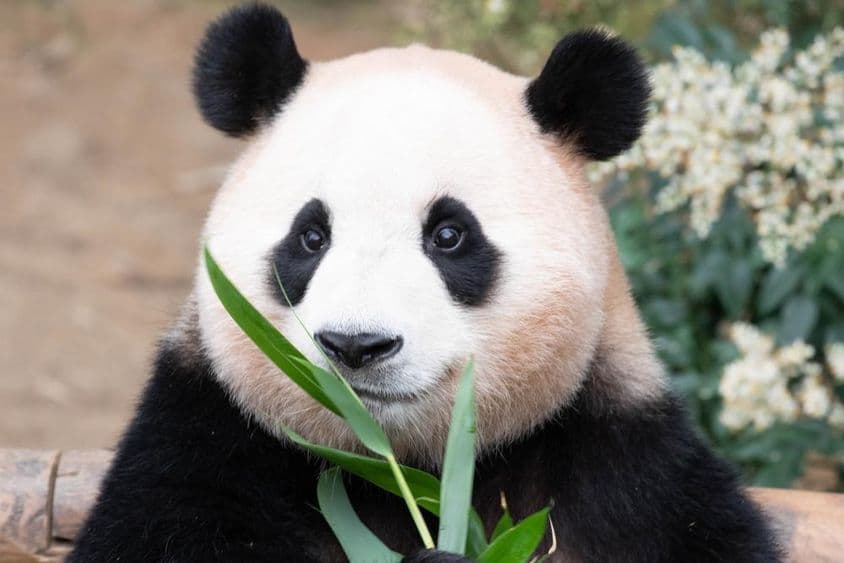 Giant panda, Fu Bao, eating bamboo leaves.