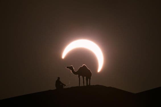 Annular solar eclipse in the desert with a silhouette of a dromedary camel.