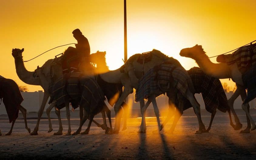 Walking camels at sunset.