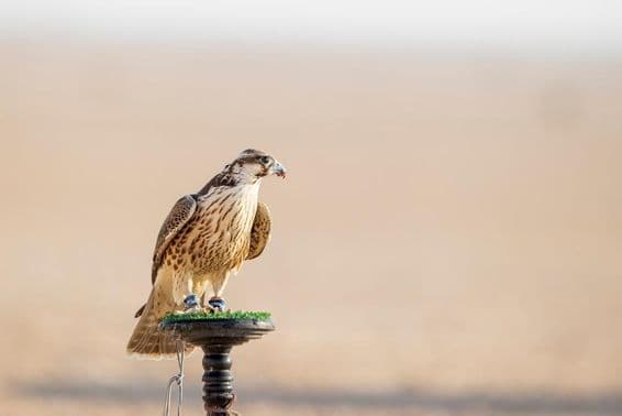 Falcon during training in the desert in Mesaieed, Qatar.