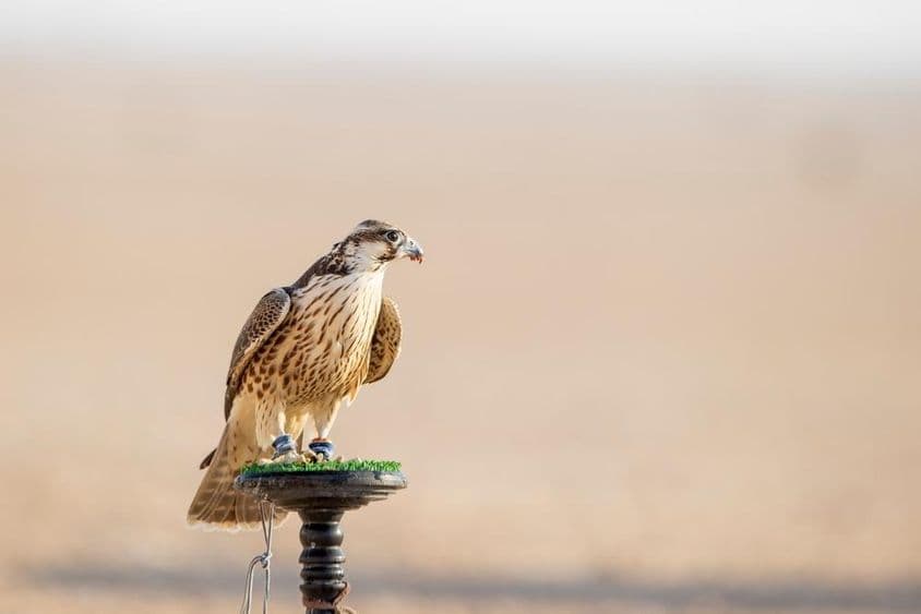 Falcon during training in the desert in Mesaieed, Qatar.