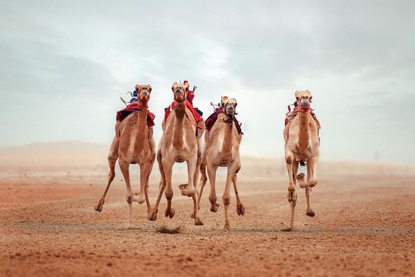 Shahaniyah Camel Racing Track, Qatar.