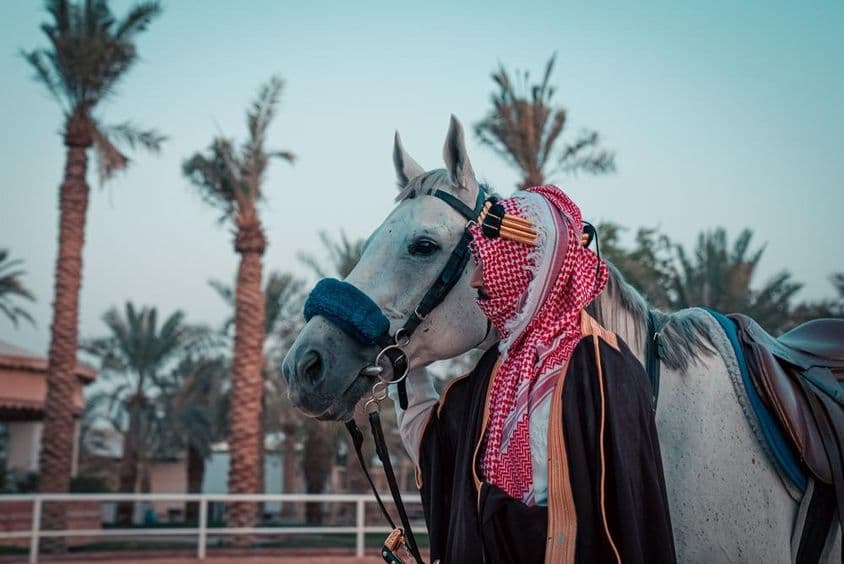 A horse with palm trees in the background.