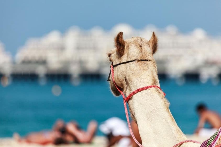 Camel riding is very popular in winter and cold weather in Dubai.