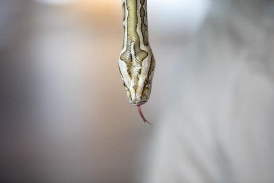 Close-up portrait of a young yellow-patterned Burmese python.