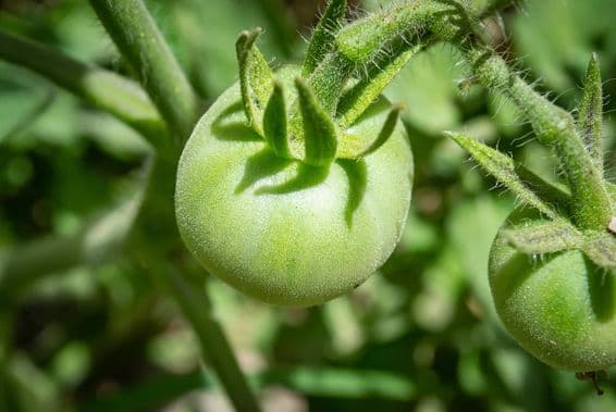 Dubai, United Arab Emirates, an unripe tomato.