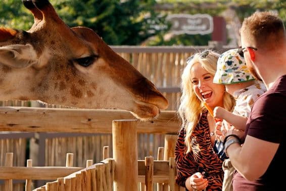Family enjoying feeding giraffes at the Dubai Safari Park.