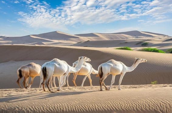 A group of camels walking in the Liwa desert, Abu Dhabi.