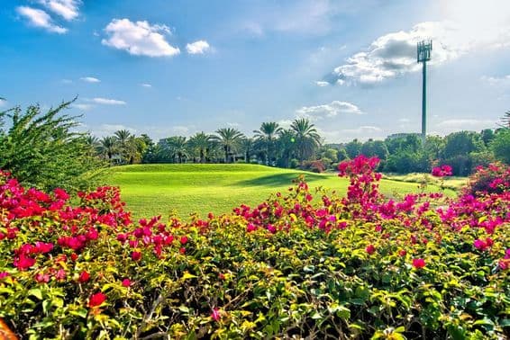 Beautiful morning with flowers and a golf course in Dubai.
