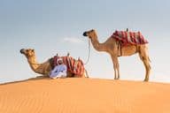 An Arab man in traditional Kandura dress with two camels in the desert.