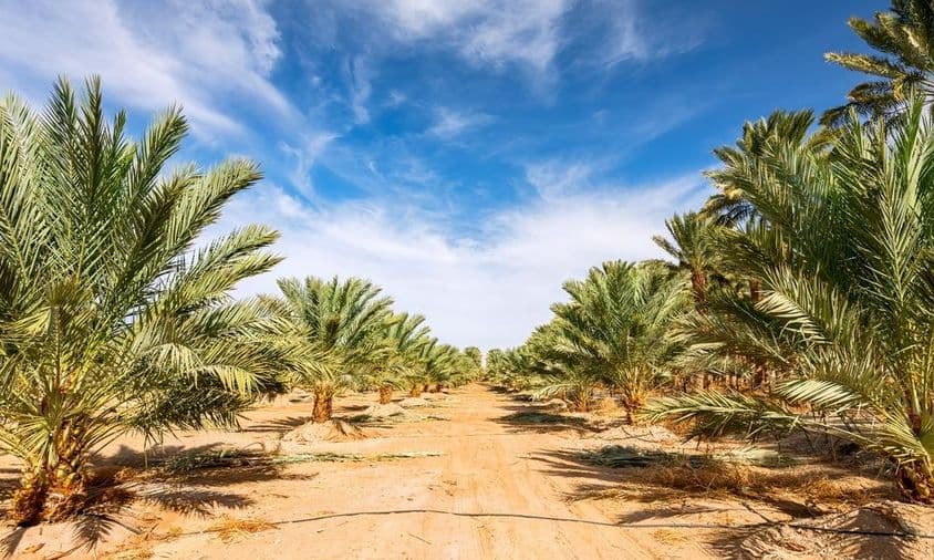 Young date palm plantation for healthy food production.
