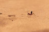 Saharan desert ant running on sand dunes in Ras al Khaimah.