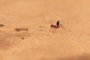 Saharan desert ant running on sand dunes in Ras al Khaimah.