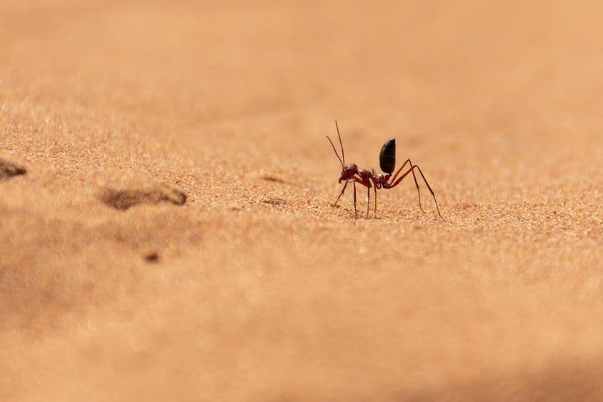 Saharan desert ant running on sand dunes in Ras al Khaimah.