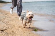 A person walking a dog on the beach.