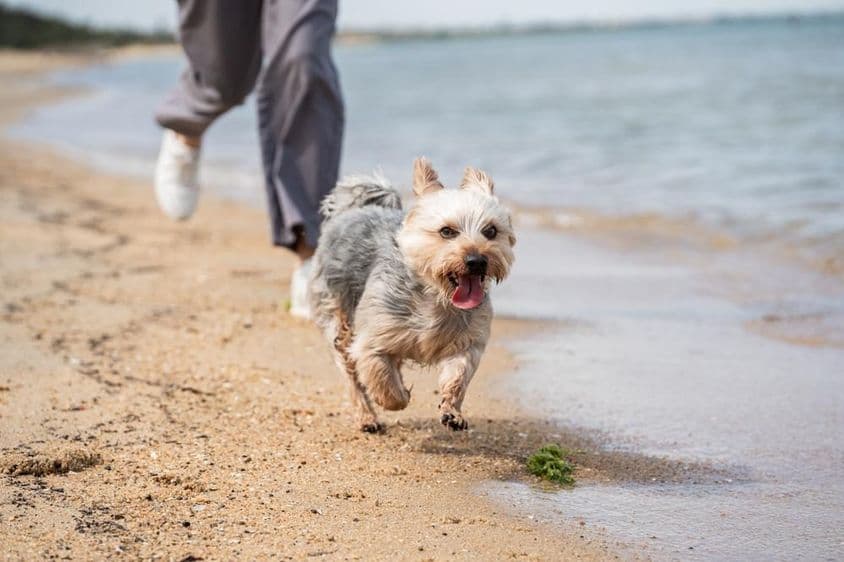 A person walking a dog on the beach.