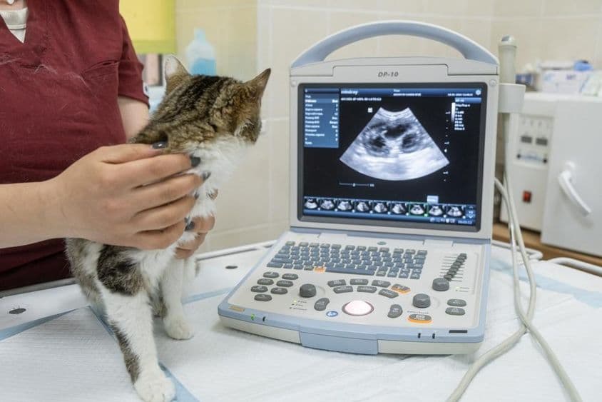 A kitten sitting in front of an ultrasound machine at a modern veterinary clinic.