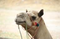 Close-up of a camel head (dromedary) grazing.