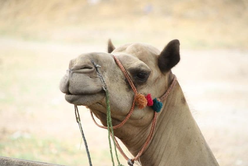 Close-up of a camel head (dromedary) grazing.