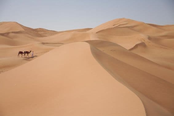 Camels in the desert in Dubai.