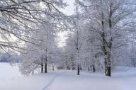 Snowy day, frozen trees and path through the forest