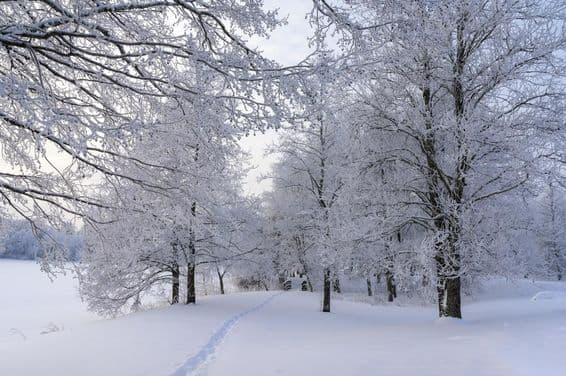 Snowy day, frozen trees and path through the forest