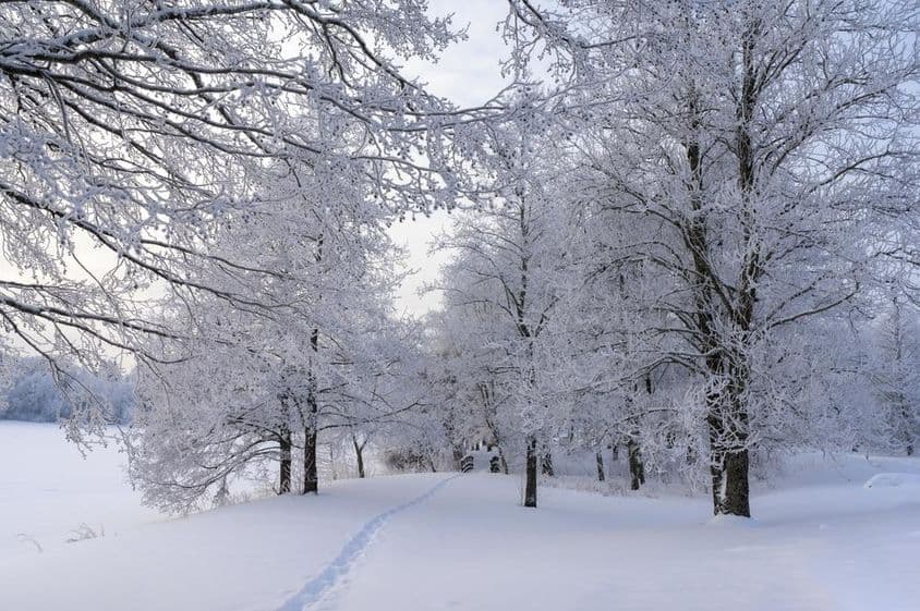 Snowy day, frozen trees and path through the forest