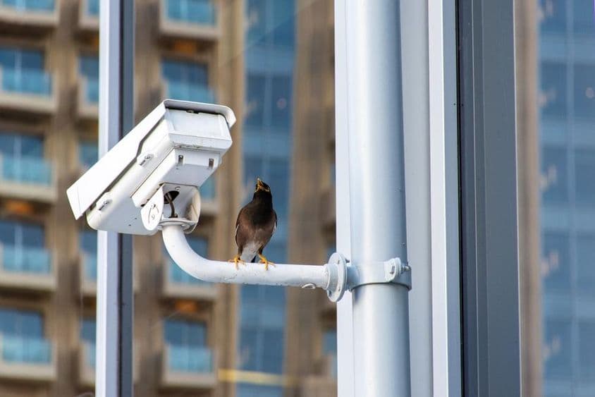 Bird on Dubai City CCTV security camera.