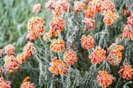 White frost covering vibrant orange marigold.