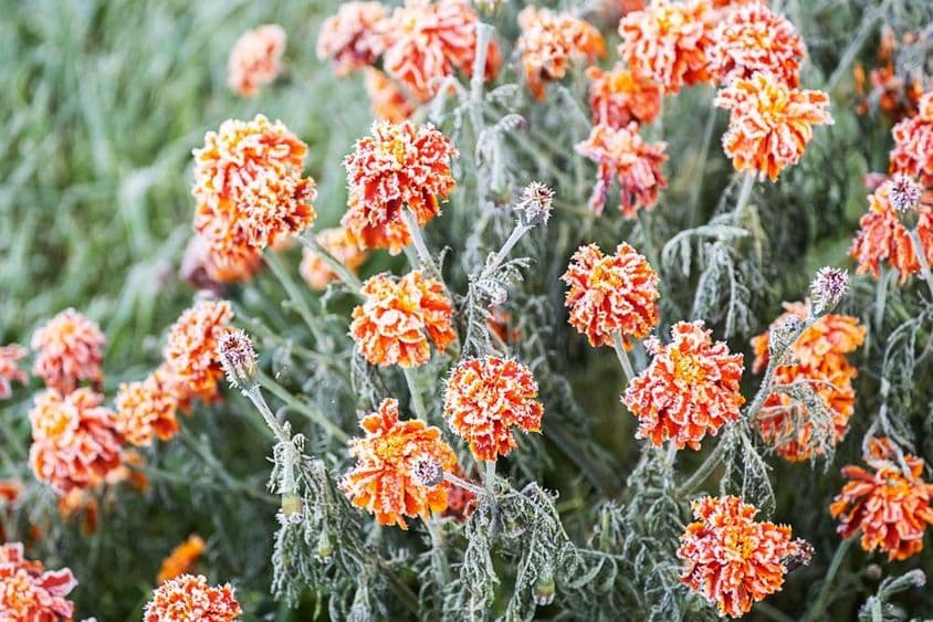 White frost covering vibrant orange marigold.