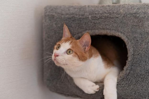 Cat resting on a cat tower.