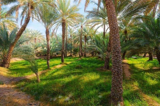 Date palm trees in Al Ain oasis cultural and botanical garden.