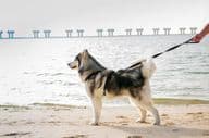 Malamute dog on a beach in Dubai.