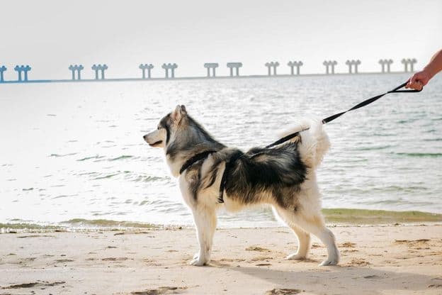 Malamute dog on a beach in Dubai.