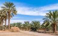 Date palm plantations with trees of different ages.