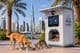 AI feeding station for stray animals