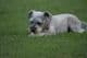 Mini schnauzer resting on grass