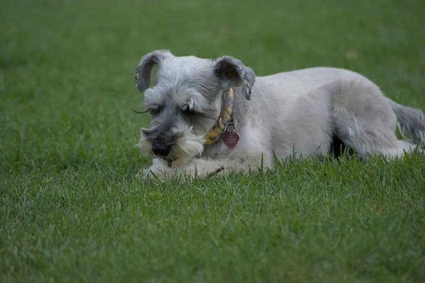 Mini schnauzer resting on grass