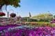 Flower-covered airplane dream