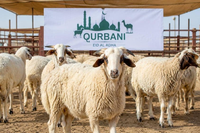Qurbani Preparations in Dubai